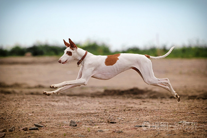 ibizan猎犬狗奔跑