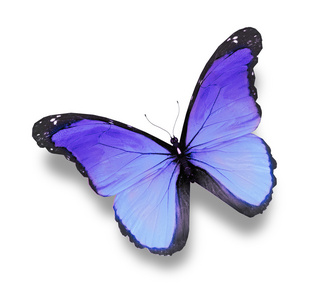 在白色背景上的蓝色蝴蝶