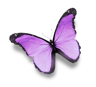 在白色背景上的紫蝴蝶