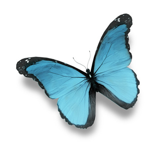 在白色背景上的蓝色蝴蝶
