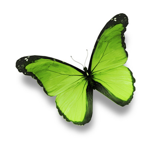 在白色背景上绿色蝴蝶