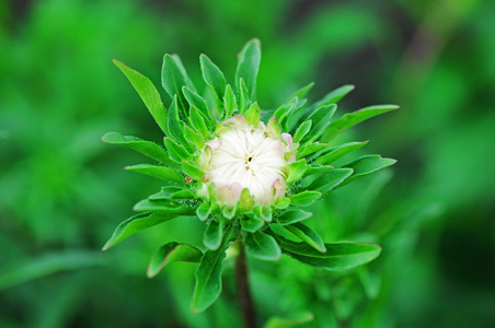 年轻的芽苗菜的翠菊图片