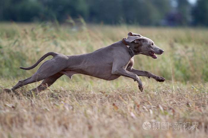 犬只狗奔跑