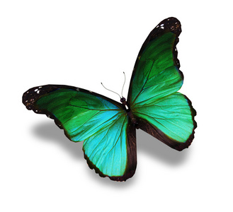 在白色背景上的绿松石蝴蝶