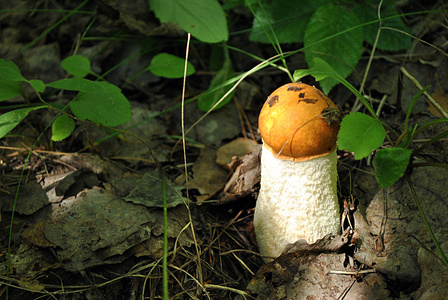 橙色帽牛肝菌 蘑菇在木