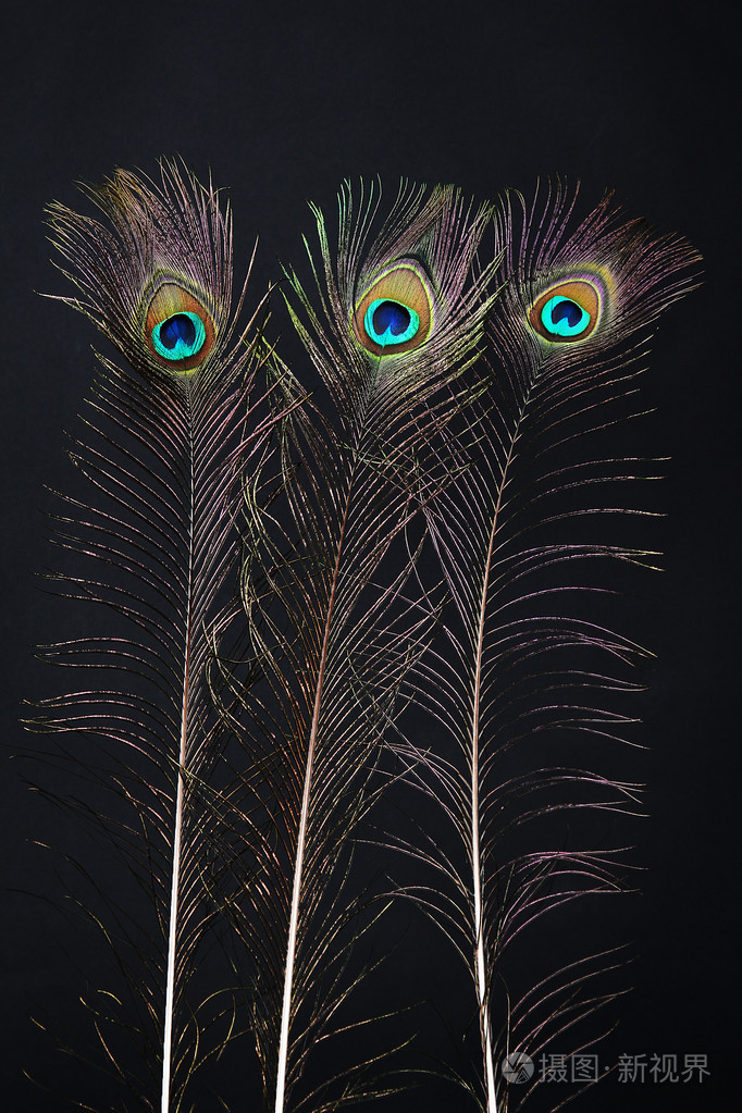 黑色背景上的孔雀羽毛