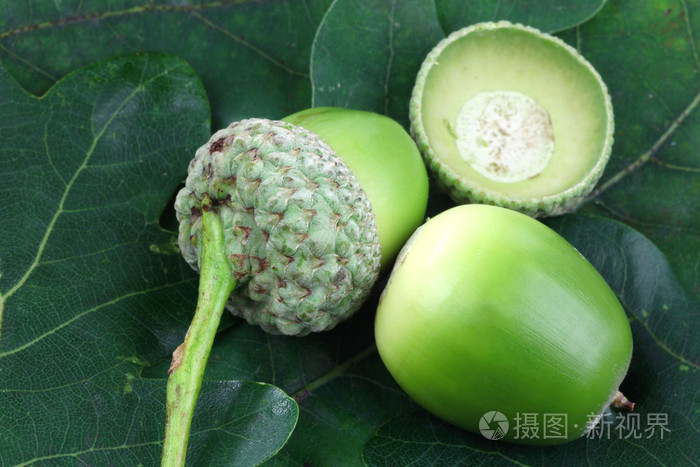 新鲜地堕落橡子