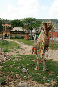 骆驼坐斋浦尔 印度