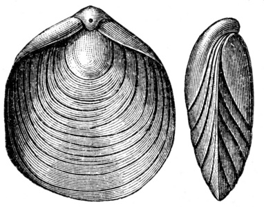 terebratula numismalis, 腕足动物照片