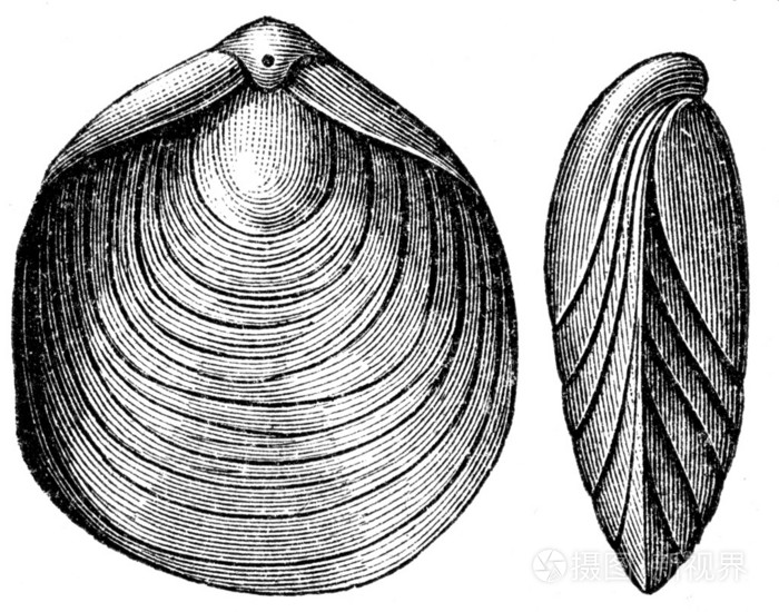 terebratulanumismalis腕足动物
