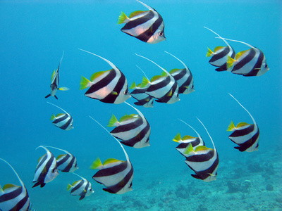 butterflyfishes 与红海