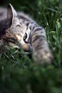 ung katt i grset