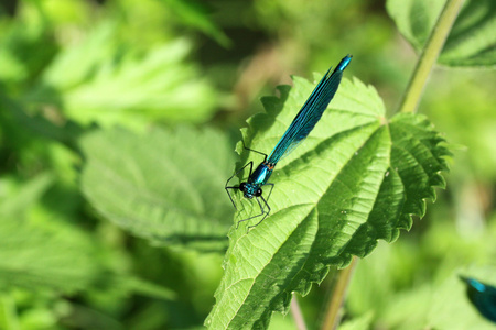 calopteryx 处女座