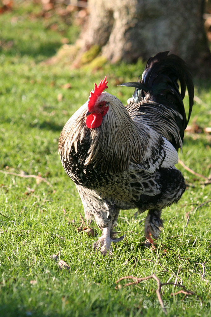 一只公鸡在行动