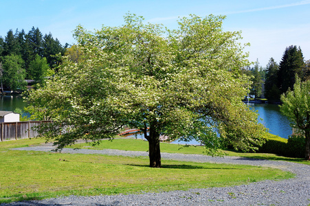 背上大盛开春天树与湖泊水