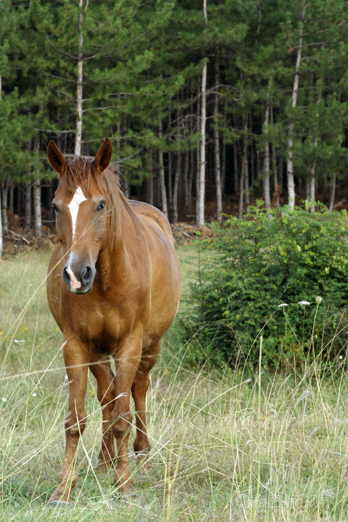 在森林中的马