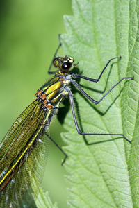 calopteryx 处女座