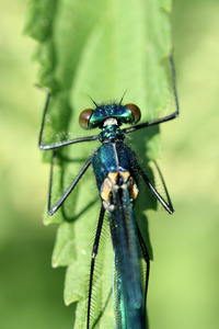 calopteryx 处女座