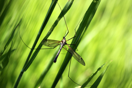 bug 对草的一个分支