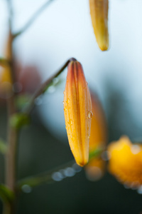 黄色百合花的花园