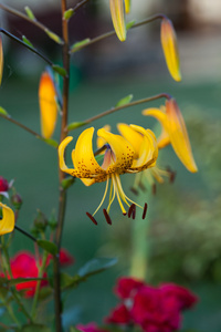 黄色百合花的花园