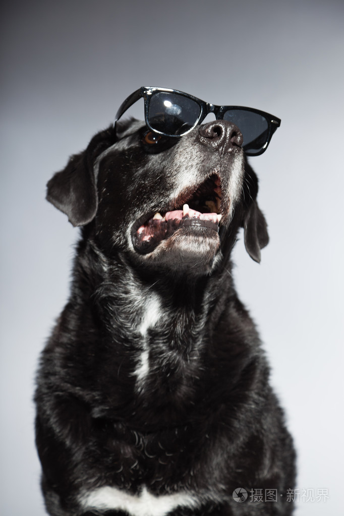 滑稽老黑拉布拉多犬戴着黑色太阳镜工作室拍摄上孤立的灰色背景