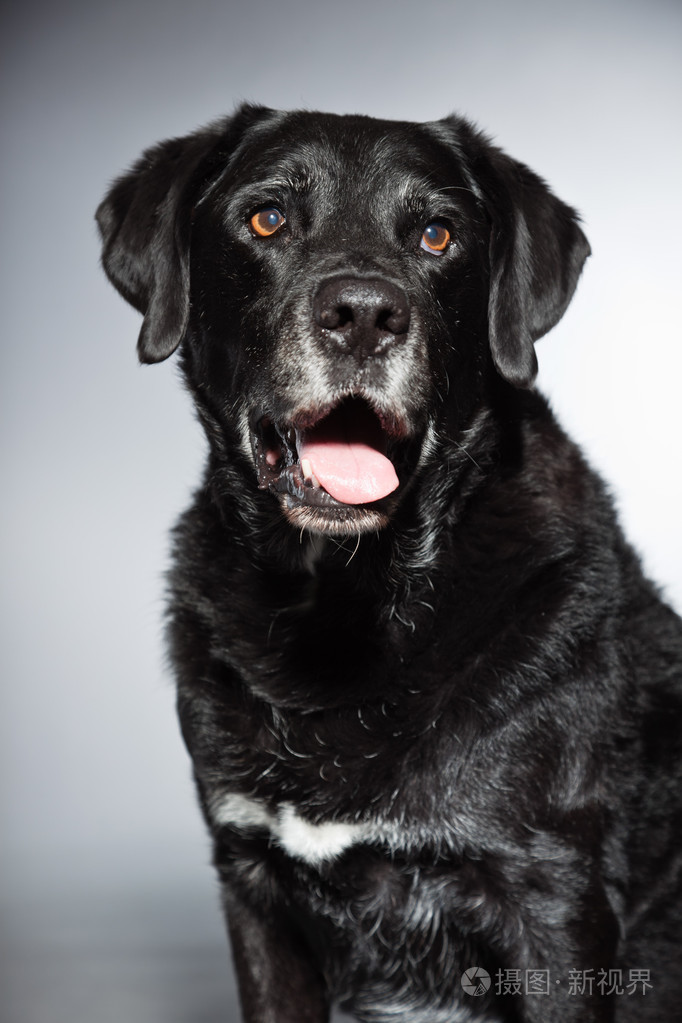 旧的黑色拉布拉多犬.工作室拍摄上孤立的灰色背景