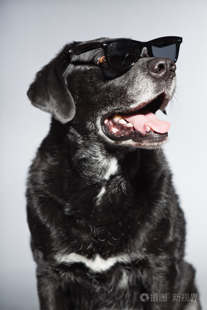 滑稽老黑拉布拉多犬戴着黑色太阳镜工作室拍摄上孤立的灰色背景