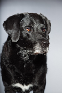 旧的黑色拉布拉多犬。工作室拍摄上孤立的灰色背景