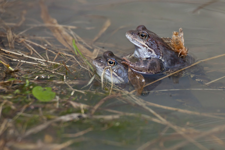 春天里的青蛙