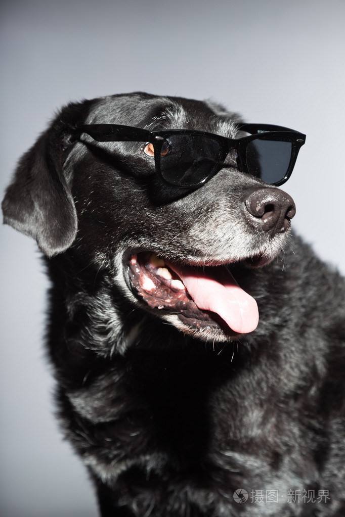 滑稽老黑拉布拉多犬戴着黑色太阳镜工作室拍摄上孤立的灰色背景