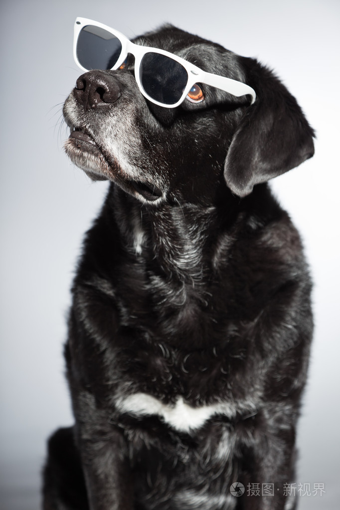 滑稽老黑拉布拉多犬戴着白色太阳镜工作室拍摄上孤立的灰色背景