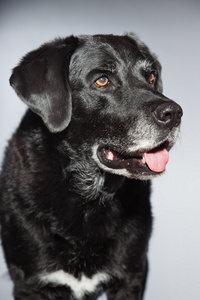 旧的黑色拉布拉多犬。工作室拍摄上孤立的灰色背景