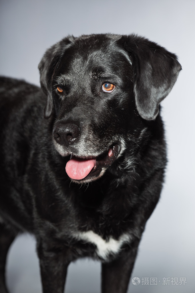 旧的黑色拉布拉多犬工作室拍摄上孤立的灰色背景
