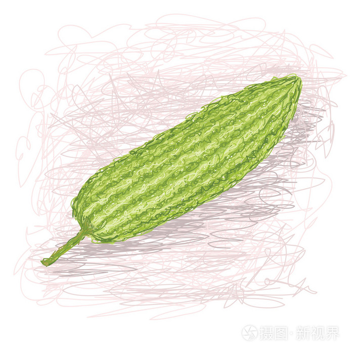 新鲜苦瓜蔬菜插画-正版商用图片19vejn-摄图新视界