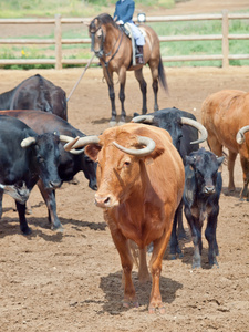 畜群的母牛产犊。西班牙安达卢西亚