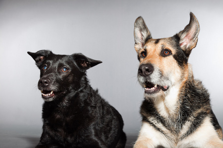 两只狗在一起。黑色的混的种狗和德国牧羊犬。工作室拍摄上孤立的灰色背景