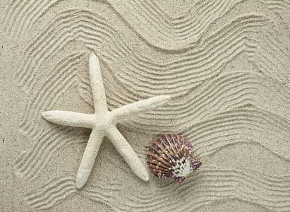 starfishes 海架