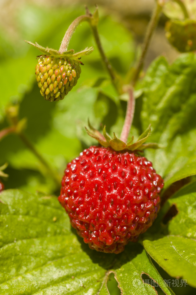 草莓果实