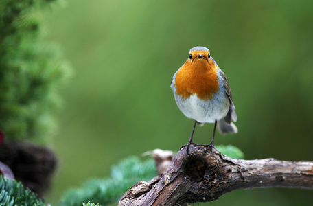 罗宾 Erithacus rubecula 坐在树枝上