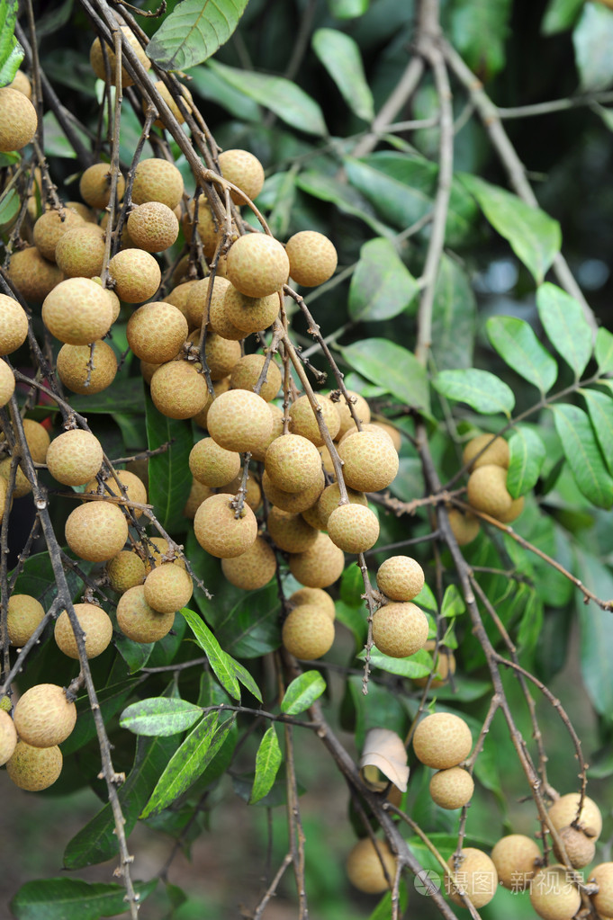 在绿树上的龙眼