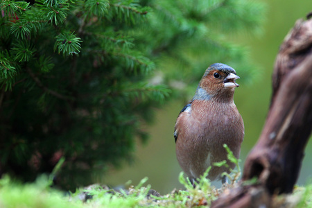 苍头燕雀 燕雀 coelebs