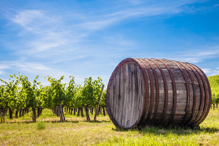 托斯卡纳 wineyard