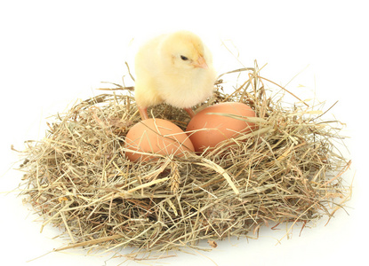 美丽的小小的鸡肉和鸡蛋在巢里，在白色隔离