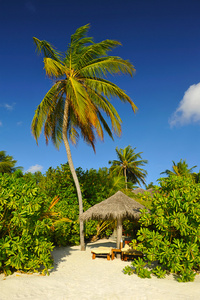 海滩和椰子树和躺椅