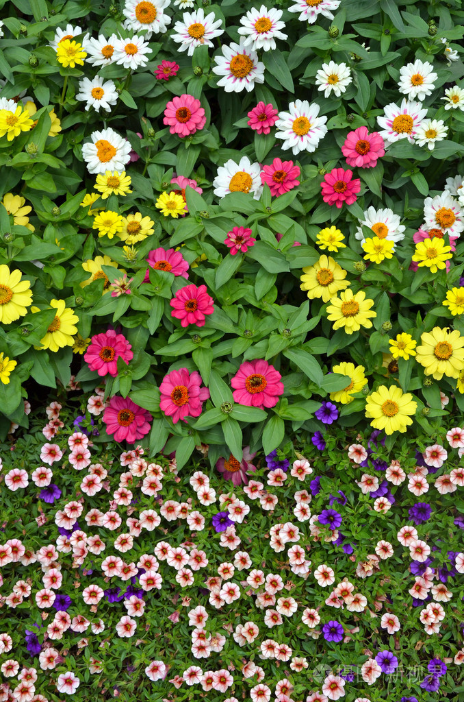 多彩夏季花卉