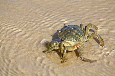 螃蟹在沙上图片