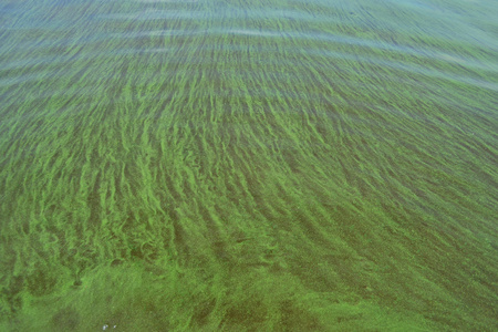 上水藻类