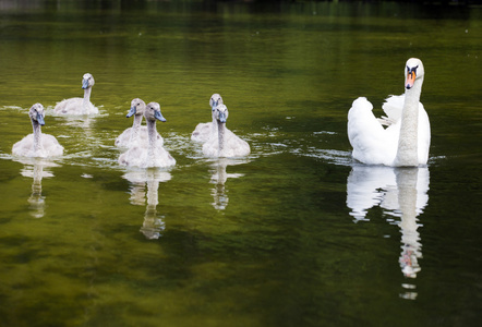 白色天鹅湖上的 cygnets 与