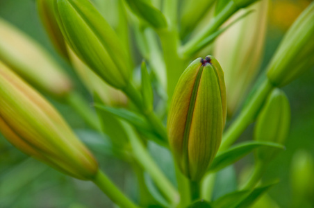 绿芽的莉莉特写